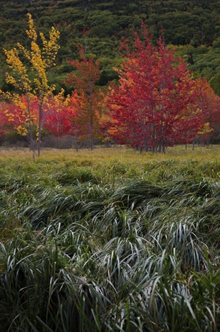 Autumn in Acadia - NHP229 Autumn in Acadia - NHP229